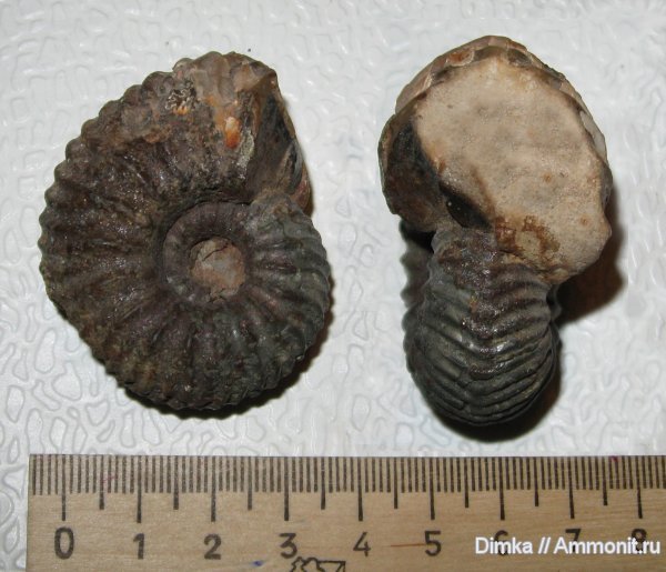 аммониты, Никитино, нижний оксфорд, Pavloviceras, Ammonites, Lower Oxfordian