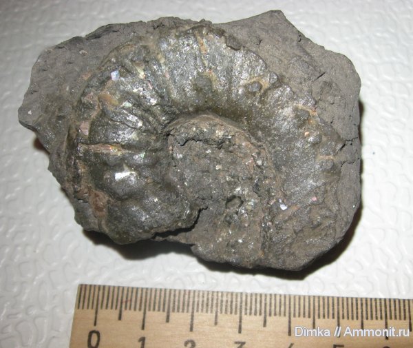 аммониты, Euaspidoceras, верхний оксфорд, Ammonites, Oxfordian, Upper Oxfordian