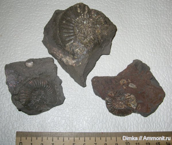 аммониты, Мневники, верхний оксфорд, Perisphinctes, Ammonites, Oxfordian, Upper Oxfordian
