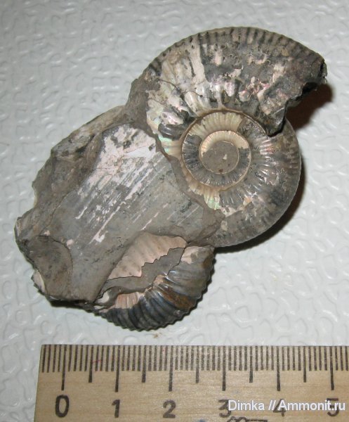аммониты, средний келловей, р. Унжа, Макарьев, Elatmites, Ammonites, Middle Callovian