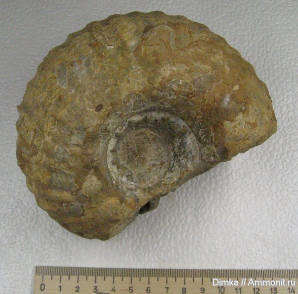 аммониты, Erymnoceras, келловей, Erymnoceras coronatum, Ammonites, Callovian, Middle Jurassic