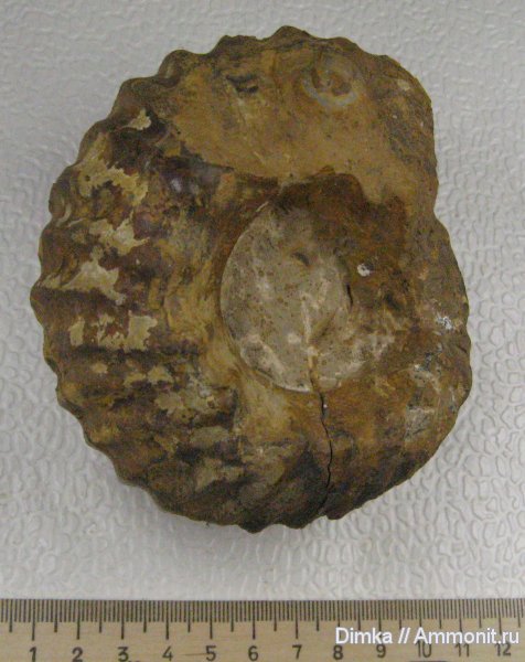 аммониты, Erymnoceras, средний келловей, Никитино, Ammonites, Middle Callovian