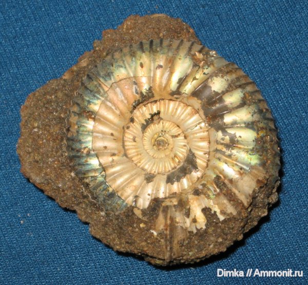 аммониты, волжский ярус, Epivirgatites, р. Волга, Epivirgatites nikitini, Ammonites, Volgian