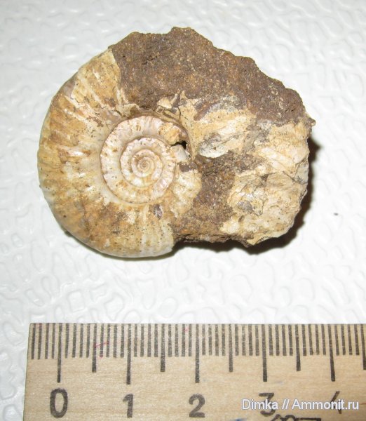 аммониты, нижний келловей, Proplanulites, карьер Спартак, Ammonites, Lower Callovian