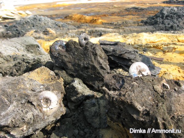 аммониты, юра, Garniericeras, Еганово, Craspedites, верхний подъярус волжского яруса, Ammonites, Jurassic