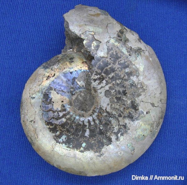 аммониты, юра, волжский ярус, Garniericeras, Еганово, Garniericeras catenulatum, Ammonites, Volgian, Jurassic