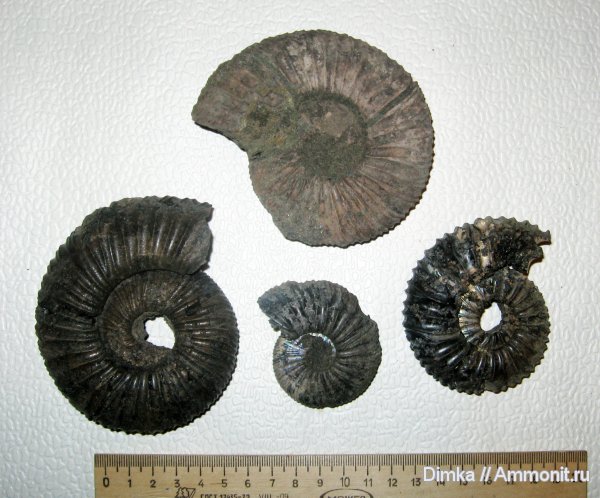 аммониты, юра, Virgatites, волжский ярус, Еганово, Ammonites, зона Virgatites virgatus, Volgian, Jurassic