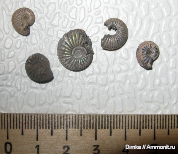 аммониты, юра, Amoeboceras, Мневники, верхний оксфорд, Ammonites, Oxfordian, Upper Oxfordian, Jurassic