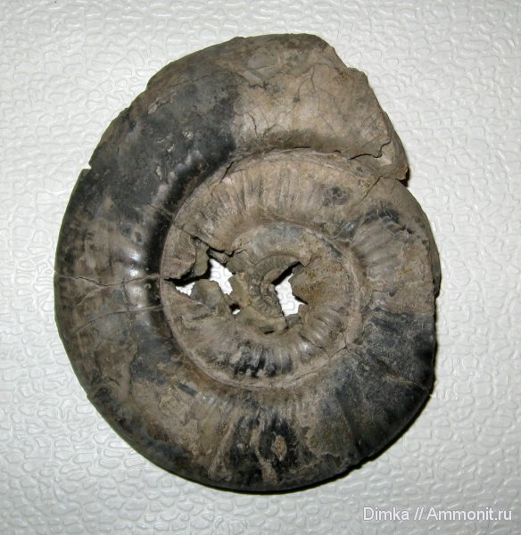аммониты, юра, Михайлов, Choffatia, верхний келловей, Choffatia trina, Ammonites, Jurassic