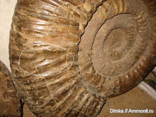 аммониты, юра, Dorsoplanites, прижизненные повреждения, Ammonites, Jurassic