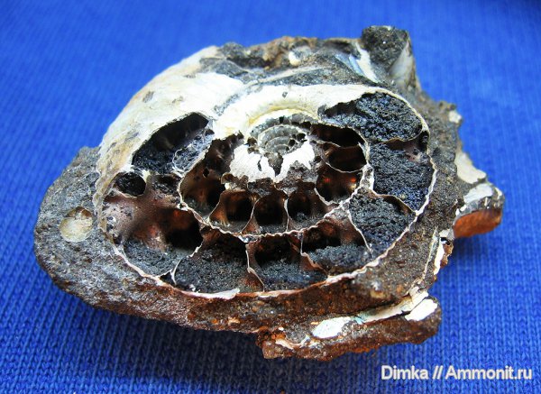 аммониты, Ярославская область, Craspedites, Ammonites