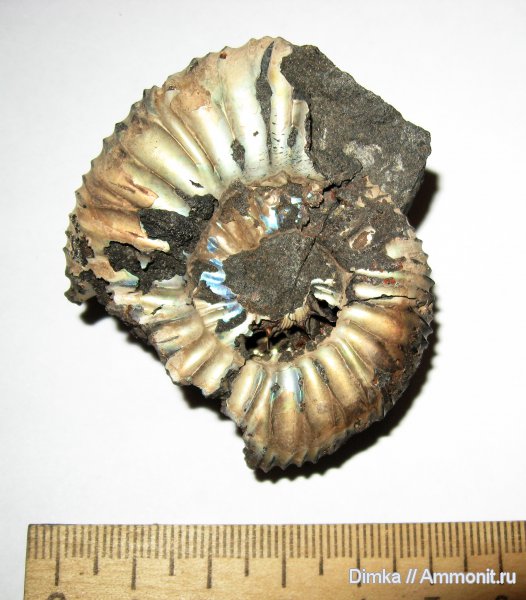 аммониты, Virgatites, Virgatites pallasianus, зона Virgatites gerassimovi, Ammonites