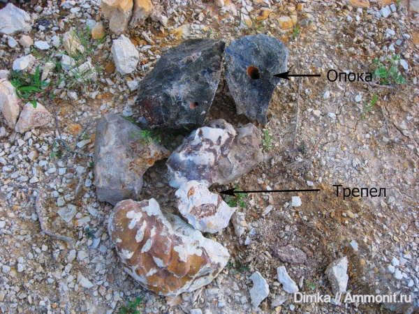 белемниты, мел, двустворки, Афанасовский карьер, Cretaceous, belemnites
