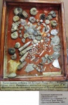 Коллекция окаменелостей, собранная натуралистом и краеведом П. И. Трунтаевым. 1900 г.