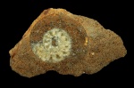 Расколотая раковина аммонита Anaplanulites submutatus (Nikitin) с жилой камерой