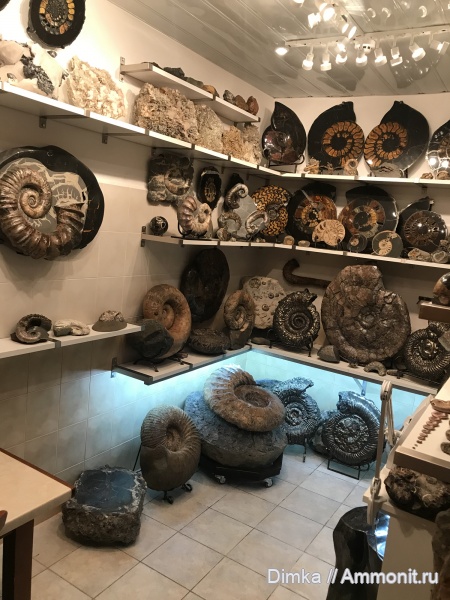 окаменелости, аммониты, музеи, мезозой, парк удивительных камней