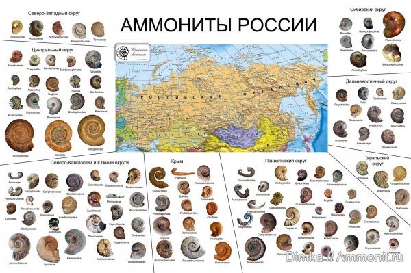 аммониты, Россия, мезозой, палеозой
