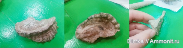 двустворчатые моллюски, Ивановская область, устрицы