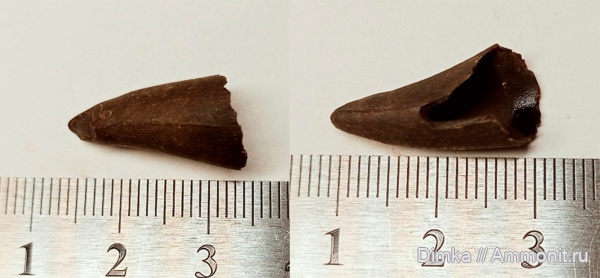 зубы, Владимирская обл