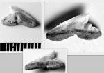 Зубчик Galeorhinus sp.