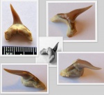 Зуб акулы рода Usakias