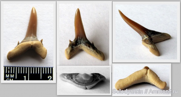 зубы, хрящевые рыбы, акулы, Chondrichthyes, Мангышлак, Elasmobranchii, Turania, teeth, sharks