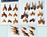 зубы акулы рода Archaeolamna