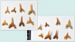 зубы акулы вида Scapanorhynchus praeraphiodon