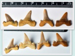 зубы акулы вида Cretolamna appendiculata