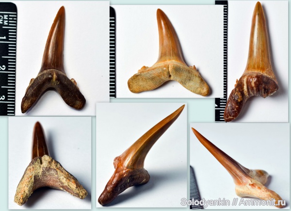 зубы, хрящевые рыбы, акулы, олигоцен, Chondrichthyes, Elasmobranchii, Lamniformes, Odontaspididae, Synodontaspis denticulatus, Synodontaspis, teeth, sharks