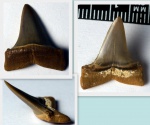 зуб акулы рода Macrorhizodus