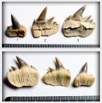 Верхние зубы акулы Notorhynchus kempi