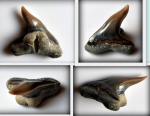 Зубы акулы вида Physodon springeri