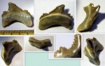 Зуб акулы Otodus poseidoni