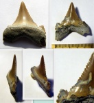 Зуб акулы Otodus aksuaticus