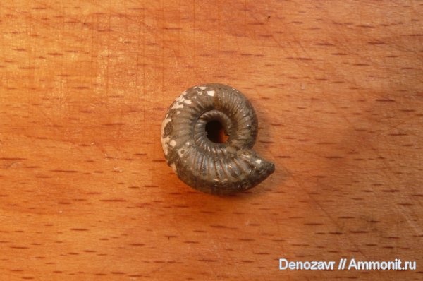 аммониты, моллюски, Perisphinctidae, Ammonites