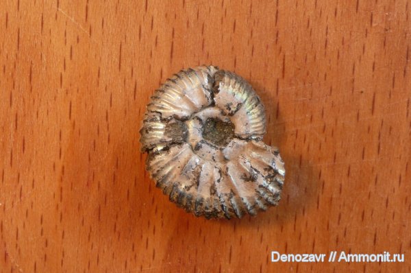 аммониты, моллюски, Virgatites, Virgatites pallasianus, Ammonites