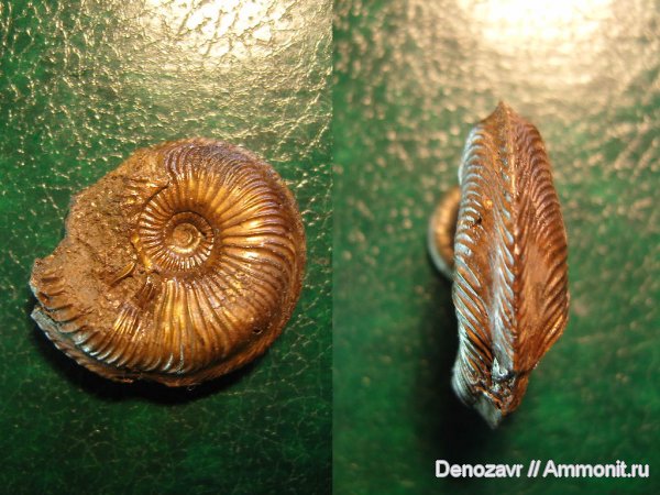 аммониты, моллюски, Cardioceras, Ammonites