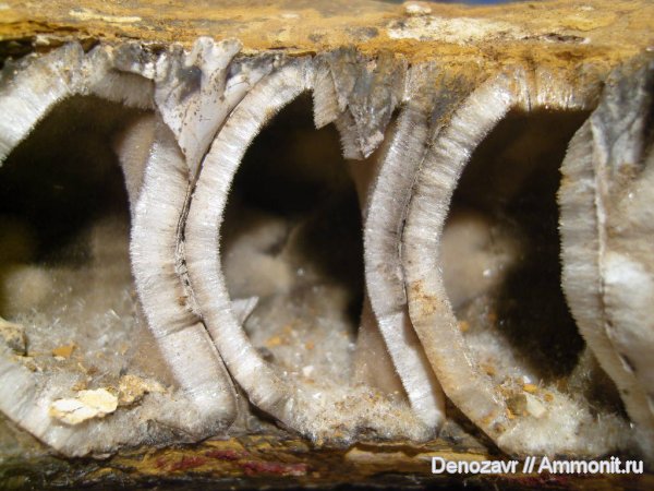 аммониты, моллюски, Ammonites