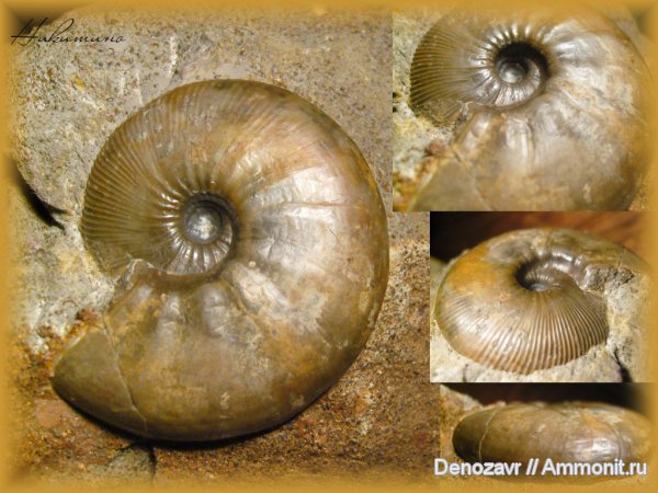 моллюски, Kosmoceras, келловей, Kosmoceratidae, Kosmoceras enodatum, Catasigaloceras, Callovian, Middle Jurassic