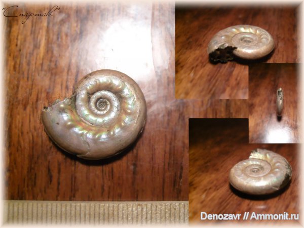 аммониты, моллюски, Brightia, Brightia davitaschvilii, Ammonites