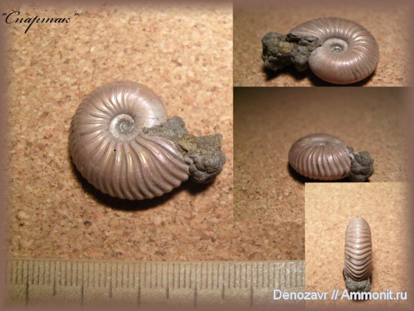 аммониты, моллюски, Quenstedtoceras, ранние Quenstedtoceras, Ammonites