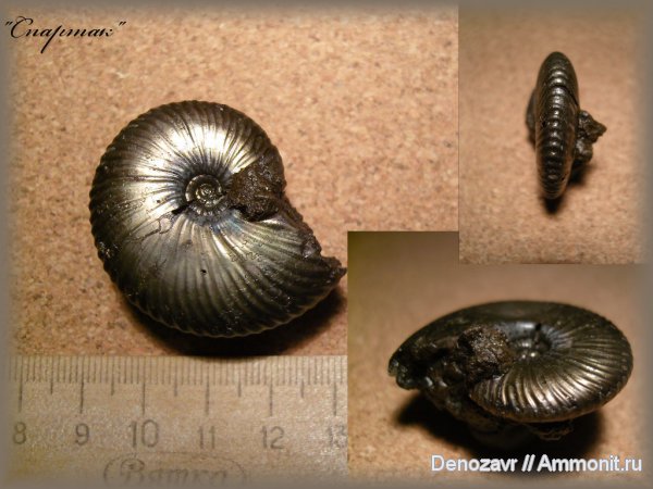 аммониты, моллюски, Funiferites, Ammonites