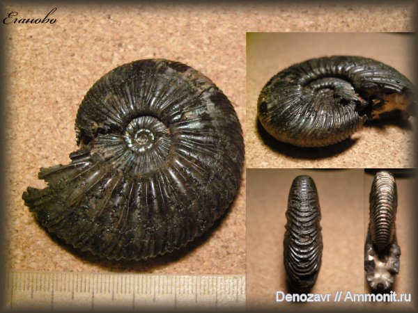 аммониты, моллюски, Virgatites, Еганово, Ammonites