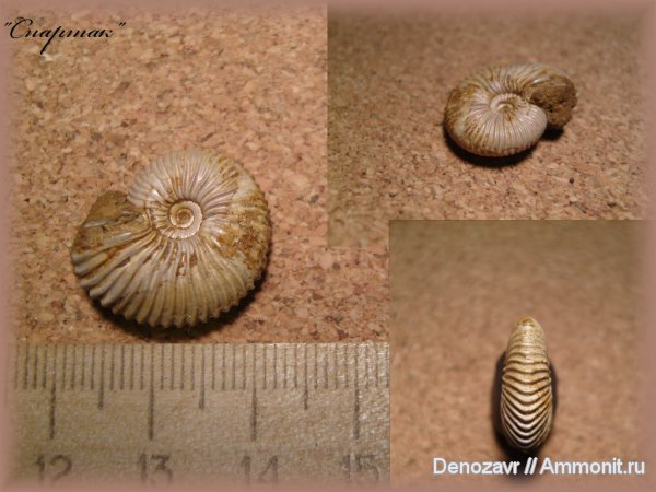 аммониты, моллюски, Pseudocadoceras, Ammonites