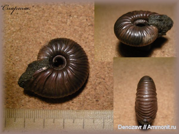 аммониты, моллюски, Pseudocadoceras, Cadoceras, Ammonites