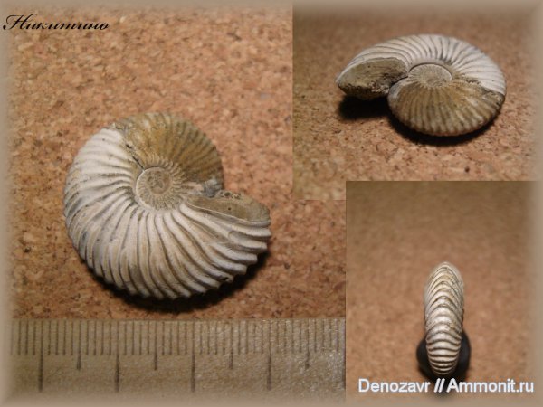 моллюски, Pseudocadoceras, Никитино