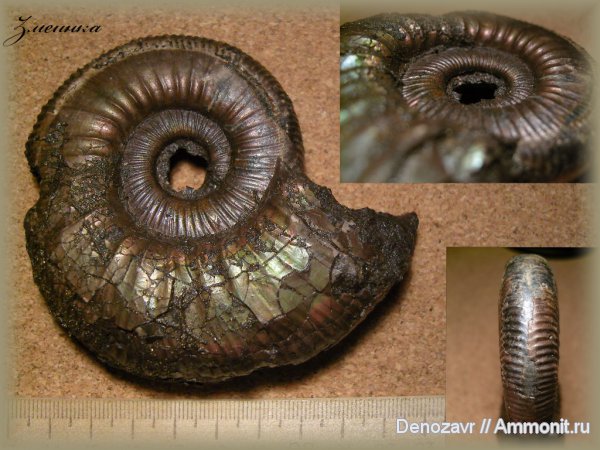 аммониты, моллюски, Binatisphinctes, Ammonites