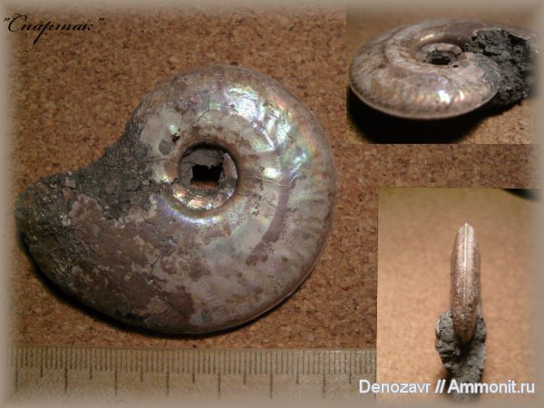 аммониты, моллюски, Brightia, Brightia salvadori, Ammonites