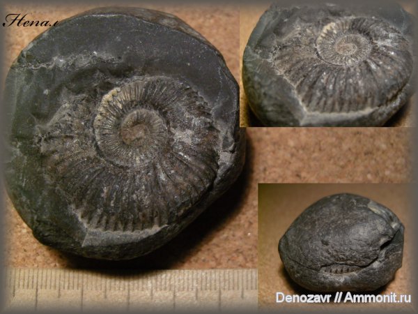 аммониты, моллюски, Blanfordiceras, Непал, Ammonites, Blanfordiceras wallichi
